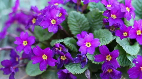 Sprring Purple Flower Stock Footage 39381595