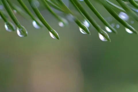 Spruce after rain Stock Photos
