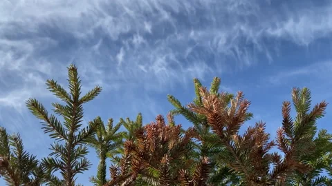Spruce against the blue sky Stock Footage 151299914