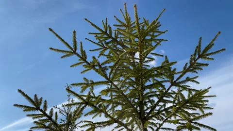 Spruce against the blue sky Stock Footage 151300884