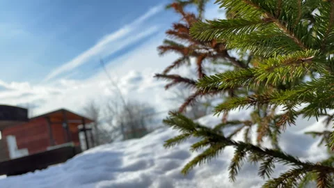 Spruce against the blue sky Stock Footage 151302766