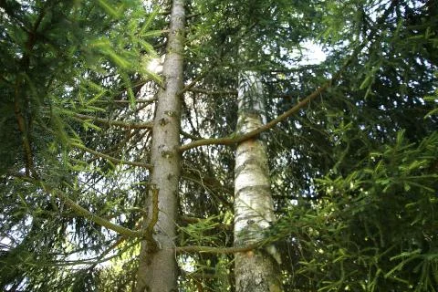 Spruce and birch hug each other Stock Photos