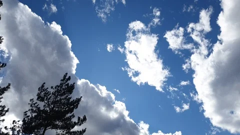 Spruce and clouds. Trees and sky. Spruce against the sky. Stock Footage 107440588