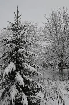 Spruce and deciduous trees are covered with snow in November Foto stock
