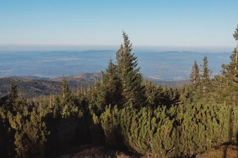 Spruce and juniper trees on the mountainside. Mountain landscape in Karpacz. Stock Photos