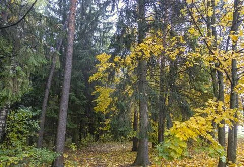 Spruce and maple trees in the forest 库存照片