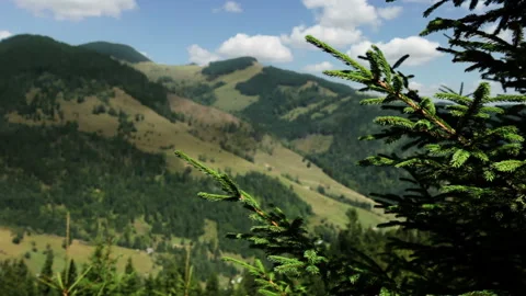 Spruce and mountains Stock Footage 106463142
