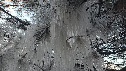 Spruce and pine branches covered with icicles Frozen trees in ice Winter weather Stock Footage 295517472