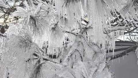 Spruce and pine branches covered with icicles. Frozen trees in ice. Winter we Foto stock