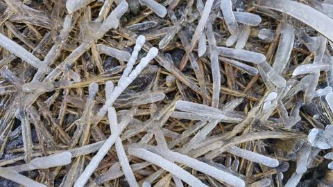 Spruce and pine branches covered with icicles. Frozen trees in ice. Winter we Foto stock