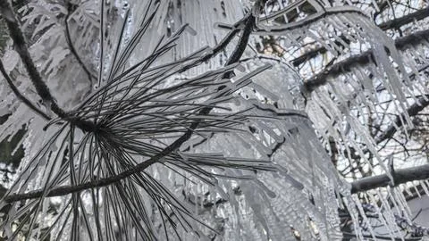 Spruce and pine branches covered with icicles. Frozen trees in ice. Winter we Fotos de archivo