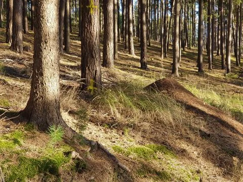 Spruce and pine forest with anthill Stock Photos