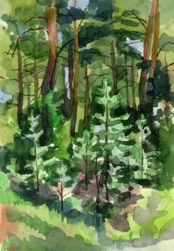 Spruce and pine forest Stock Photos