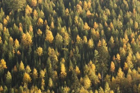 Spruce and pine forest with some deciduous trees in a fall season. Stock Photos