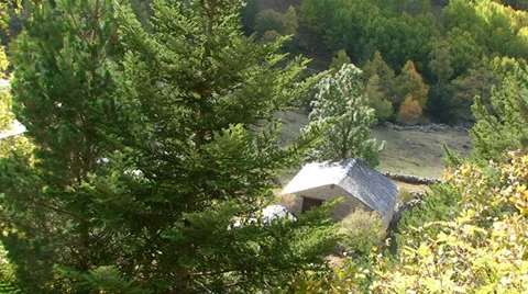 Spruce and pine in front of slate roofed house Stock Footage 33421162