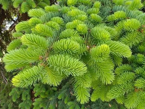 Spruce and pine Stock Photos