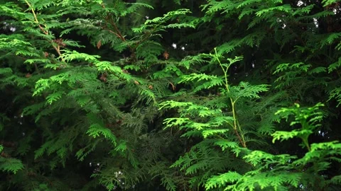 Spruce and pine texture background, close-up slow panoramic motion Vídeo Stock 279901784