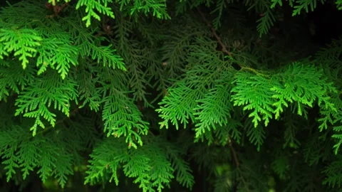 Spruce and pine texture background, close-up slow panoramic motion 库存影片 279901791