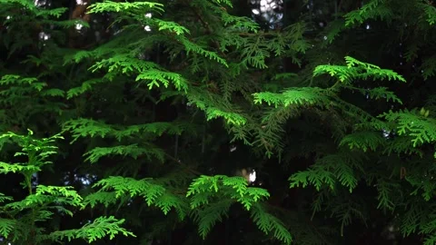 Spruce and pine texture background, close-up slow panoramic motion 库存影片 279901836