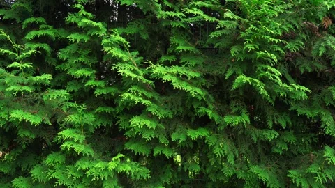 Spruce and pine texture background, close-up slow panoramic motion 库存影片 279901853