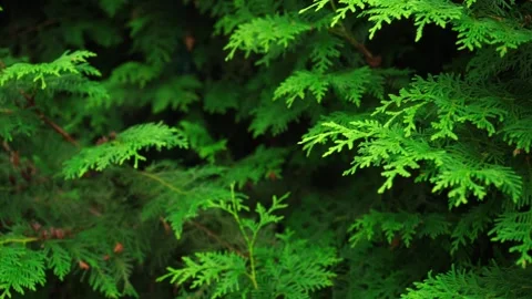 Spruce and pine texture background, close-up slow panoramic motion 库存影片 279901862