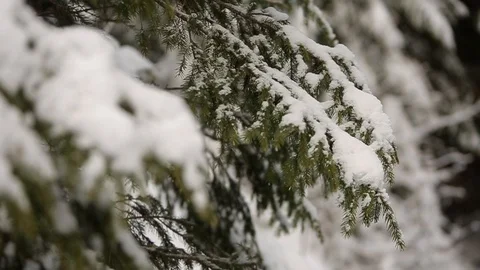 Spruce and pine tree branches covered with snow. Winter day in snowy fir tree Stock Footage 99645132