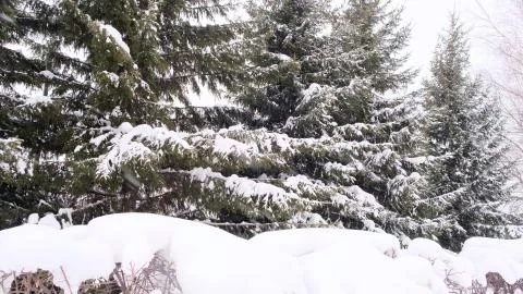 Spruce and pine tree branches covered with snow. Winter day in snowy fir tree Stock Photos