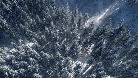 Spruce and Pine Trees Covered with Snow 스톡 동영상 124663063