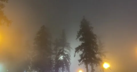 Spruce and Pine Trees in the Middle of Fog and Mist, at Night Time. Vidéo 342536189
