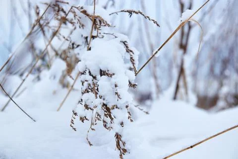 Spruce and trees with snow in the winter, snow Park. snow green tree. Stock Photos