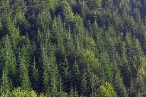 Spruce background. Carpathians tree forest pattern. Picea abies, also known as Stock Photos