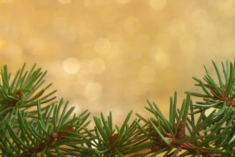 Spruce background Stock Photos