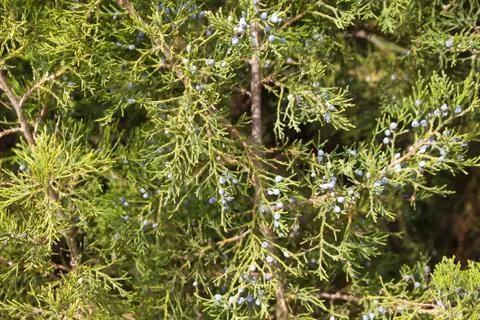 Spruce as a background. Stock Photos