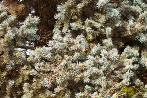 Spruce as a background. Stock Photos