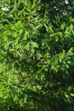 Spruce background Stock Photos