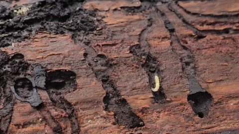 Spruce bark beetle created an intricate corridor beneath the spruce bark and dra Stock Footage 126255850