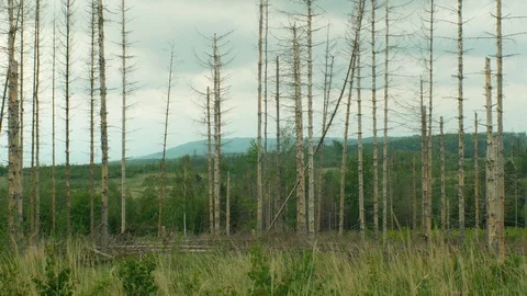 Spruce bark beetle pest Ips typographus, spruce forests infested drought Video stock 109469102