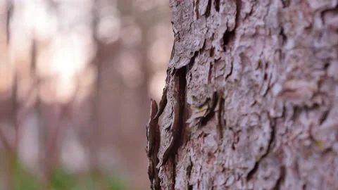 Spruce bark border slow crane-up in close-up Video stock 152833259