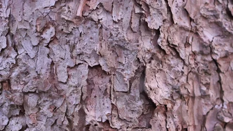 Spruce bark crane-up in close-up Stock-Footage 152833100