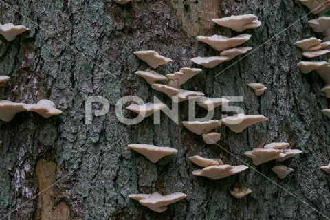 Spruce bark with lots of white fungi closep, Bialowieza Forest, Poland, Europ Stock Photos