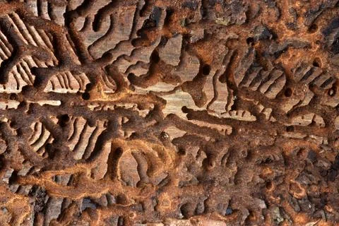 Spruce bark with pattern from bark beetles. Stock Photos