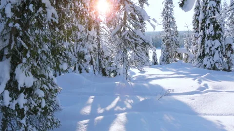 Spruce Bent under the Weight of Snow 動画素材 106463158