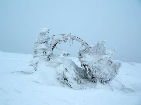 Spruce bizarrely bent in a circle under the snow. Cold winter background. In  Stock Photos