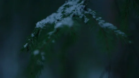 Spruce, blurred background Stock Footage 122425067