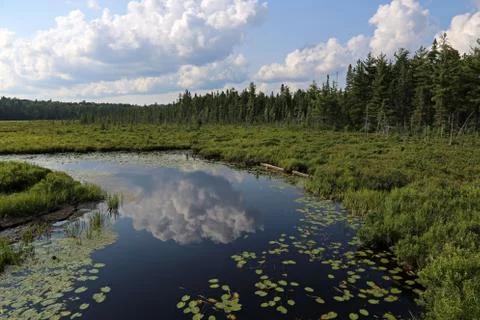 The Spruce Bog Stock Photos