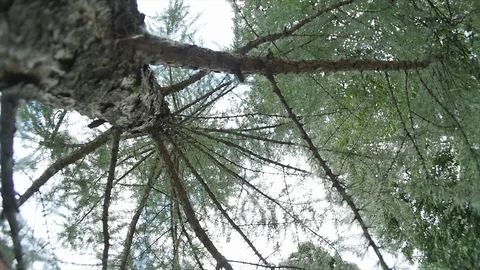 Spruce Bottom View Stock Footage 89732832