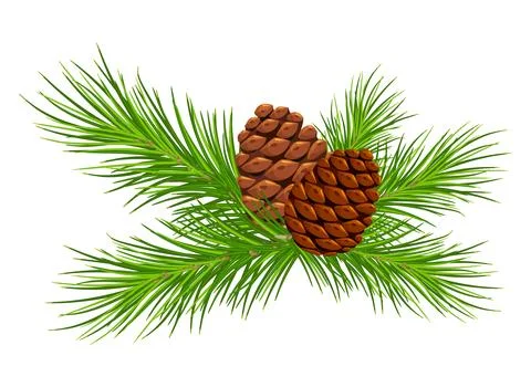 Spruce branch and pinecone .Vector. Eps 10. Christmas Green tree branches f.. Illustrazione stock