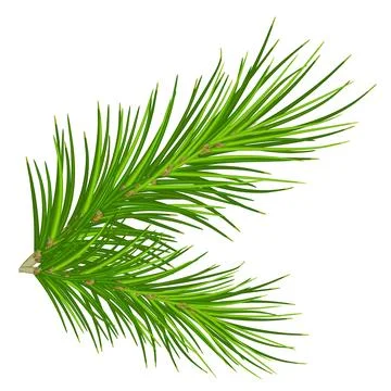 Spruce branch and pinecone .Vector. Eps 10. Christmas Green tree branches f.. Illustrazione stock
