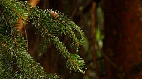 A spruce branch and a tiny cone after rain, with dark tree in the background Vidéo 94145844