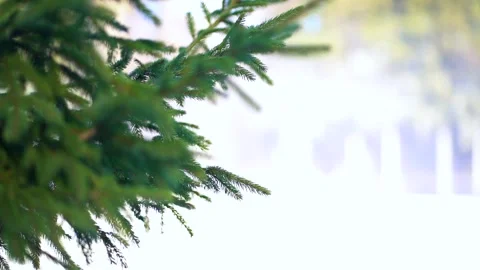 Spruce branch and wind with snow in the background Stock Footage 148155294